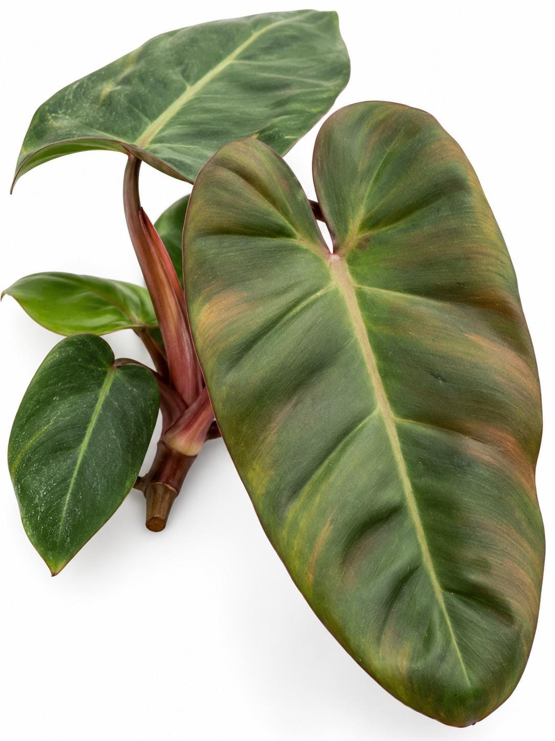 Philodendron Pink Billie cutting photo 2
