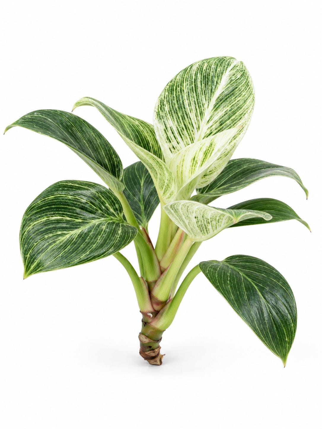 Philodendron Birkin Galaxy cutting