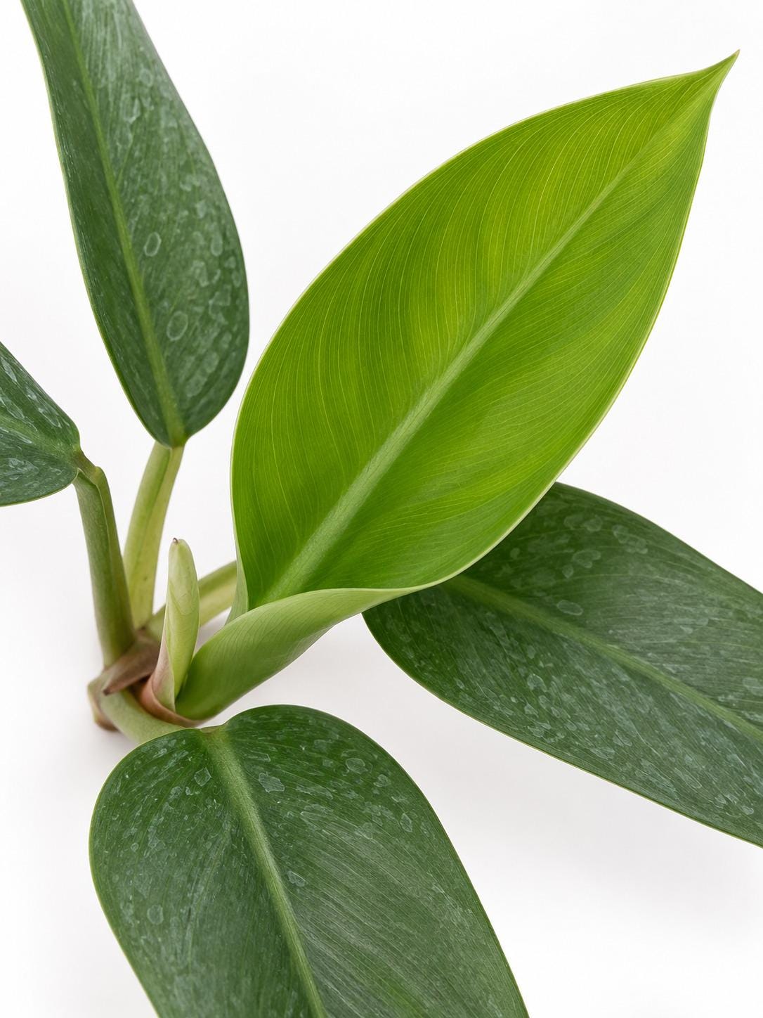 Philodendron Lancelot cutting photo 2