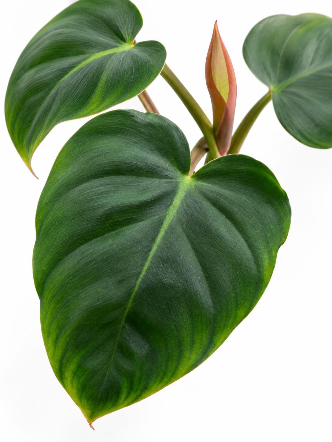 Philodendron Billienum cutting photo 2