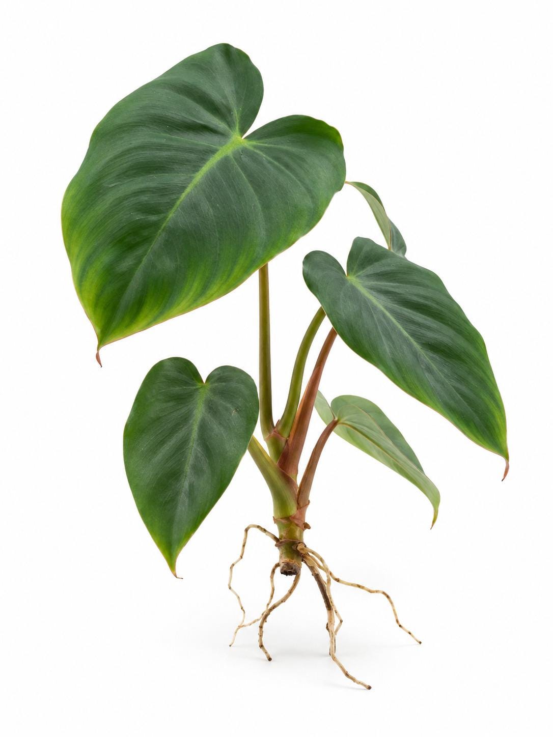 Philodendron Billienum cutting