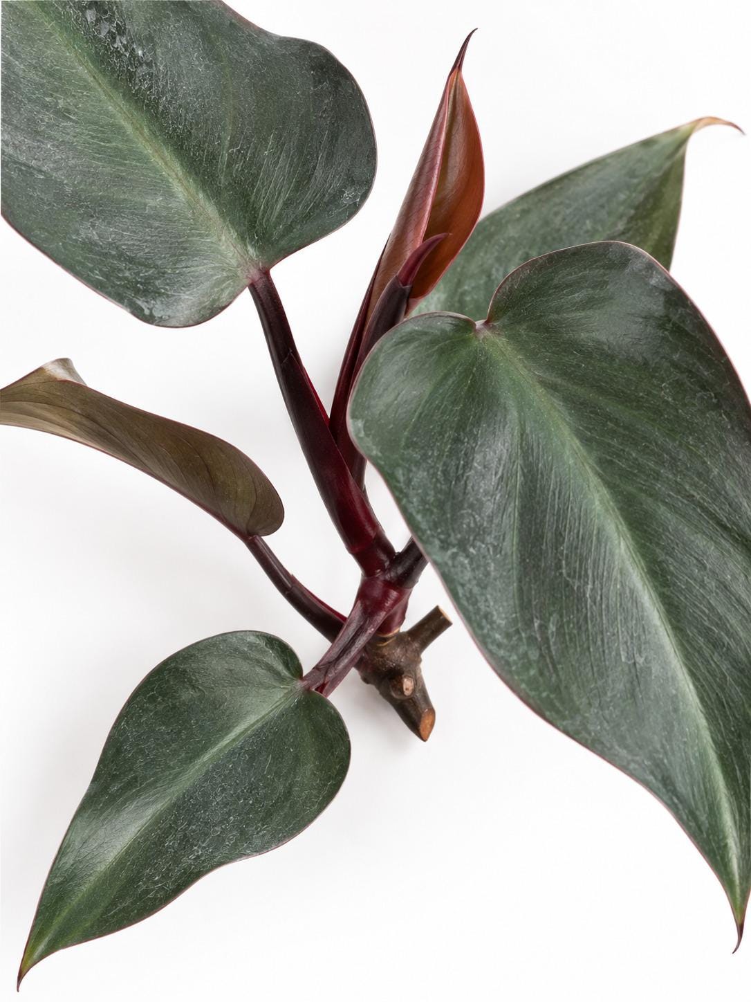 Philodendron Royal Queen cutting photo 2