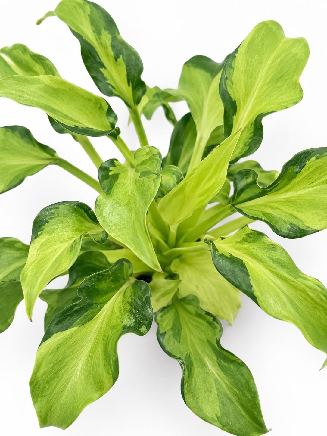 Philodendron Xanadu Variegated cutting photo 2