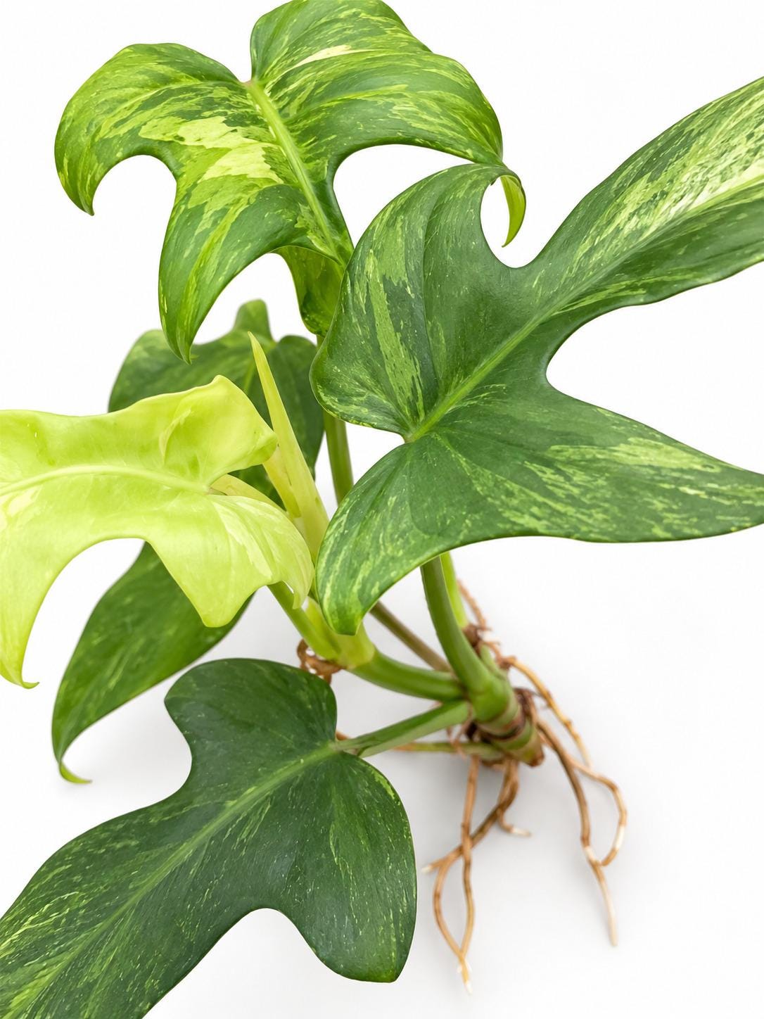 Philodendron Bipennifolium Splash Gordon cutting photo 2