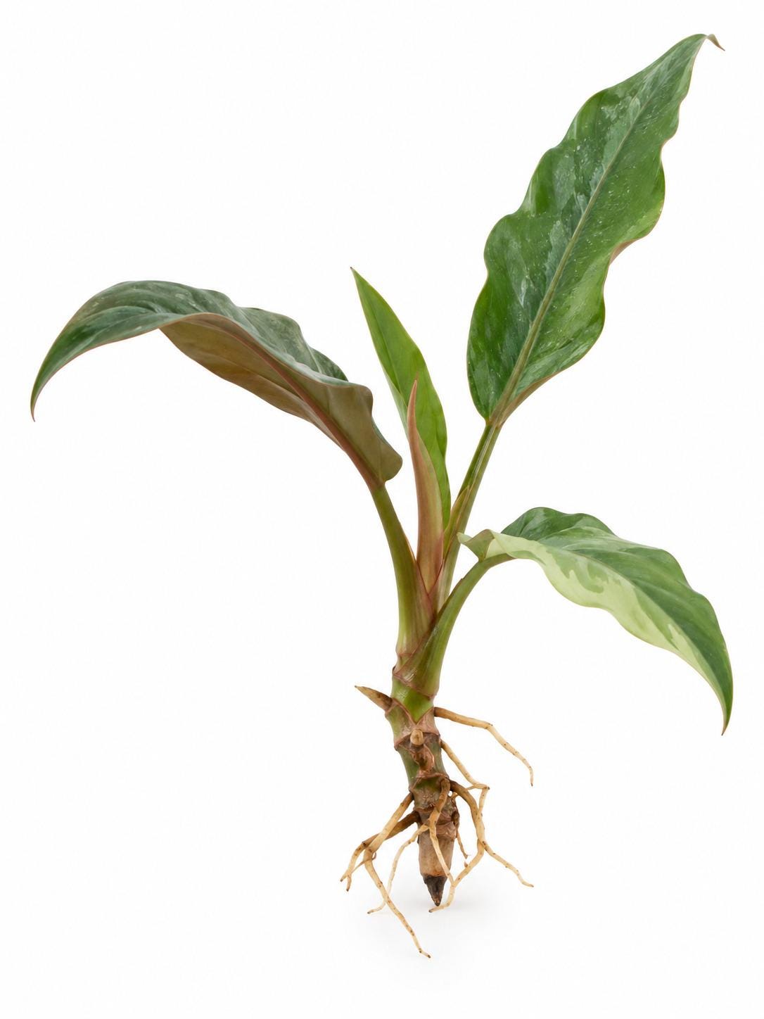 Philodendron Choco Empress cutting