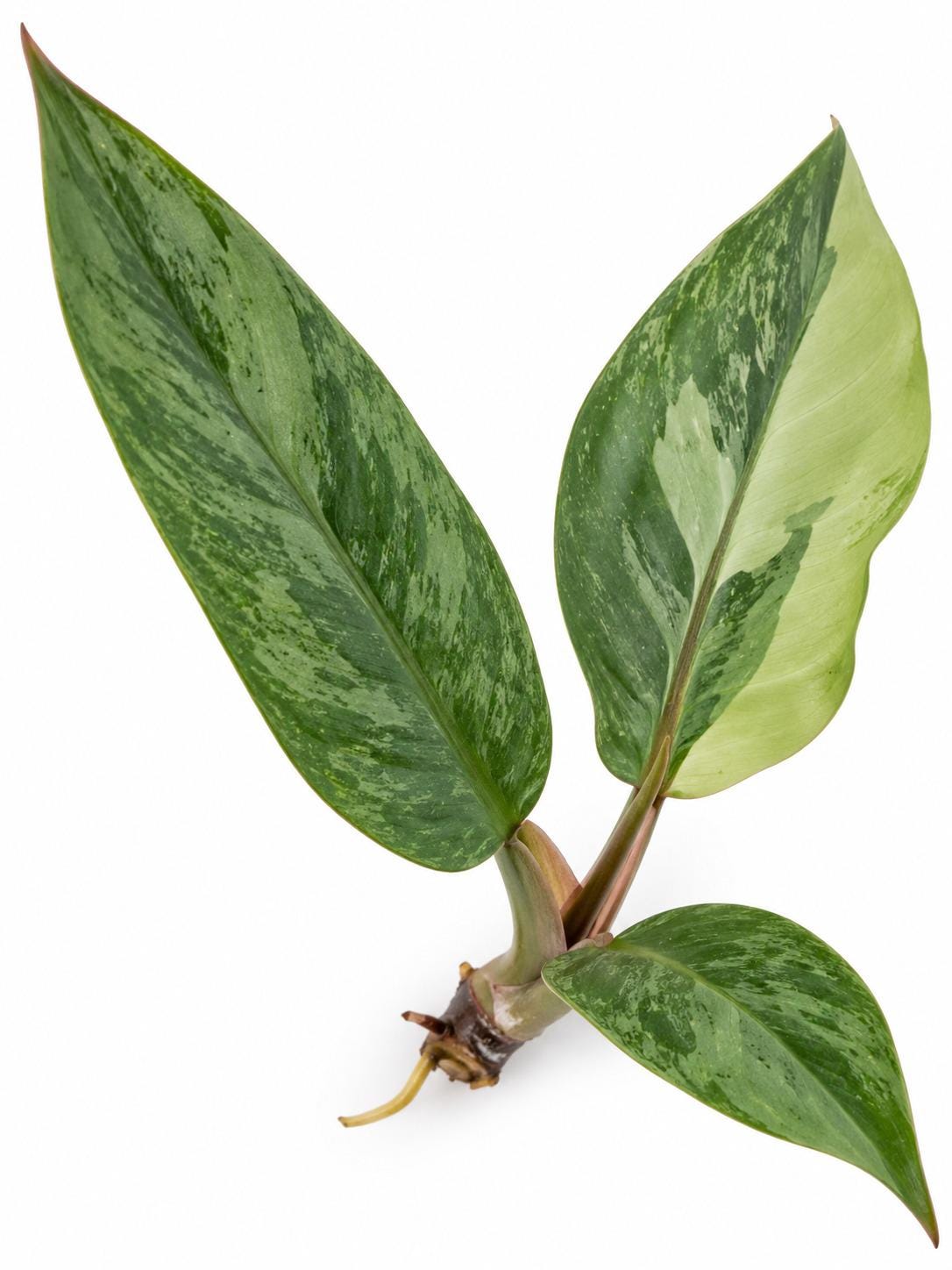 Philodendron Choco Empress cutting photo 2