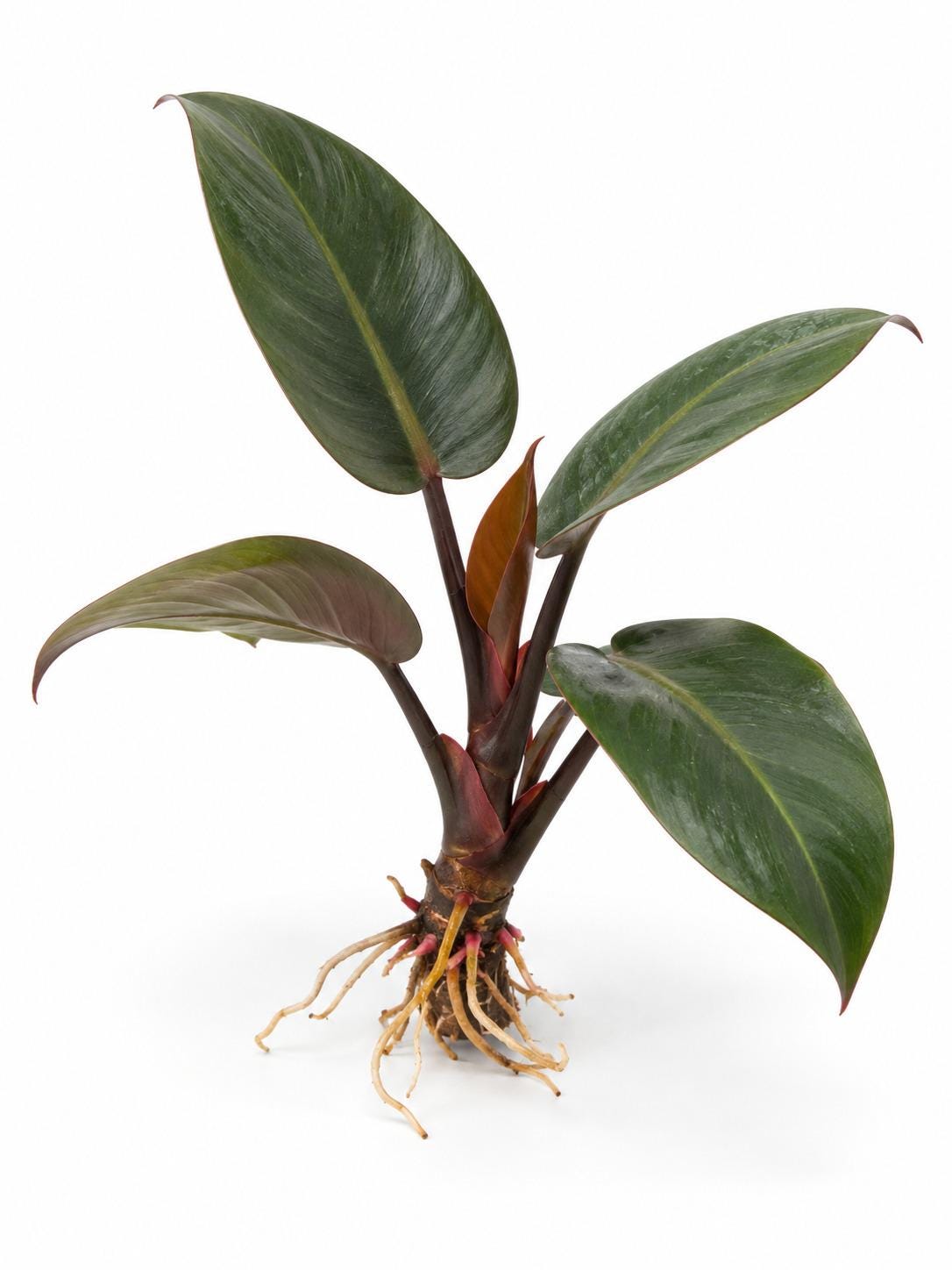 Philodendron Black Cardinal cutting