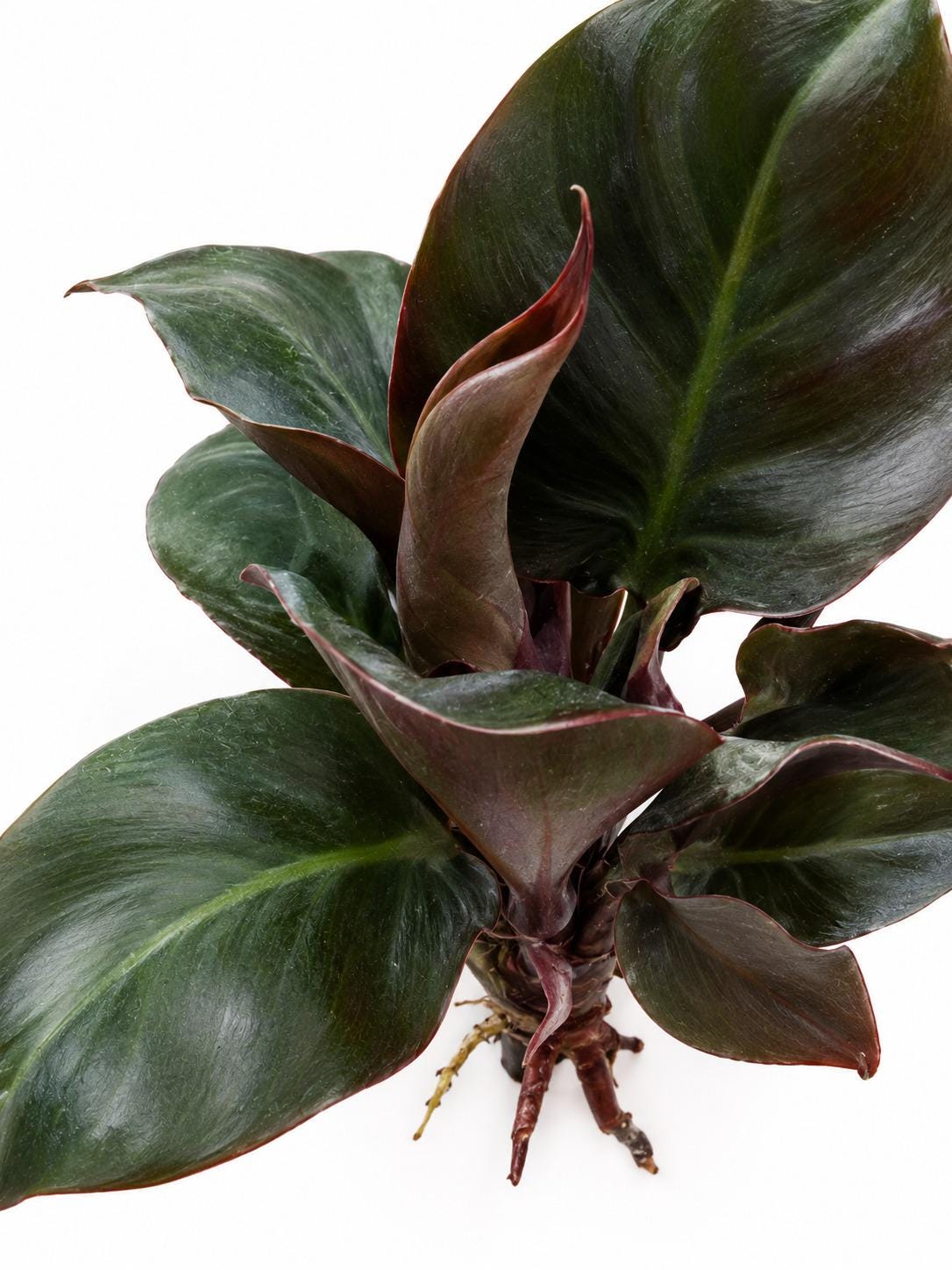 Philodendron Red Heart cutting photo 2