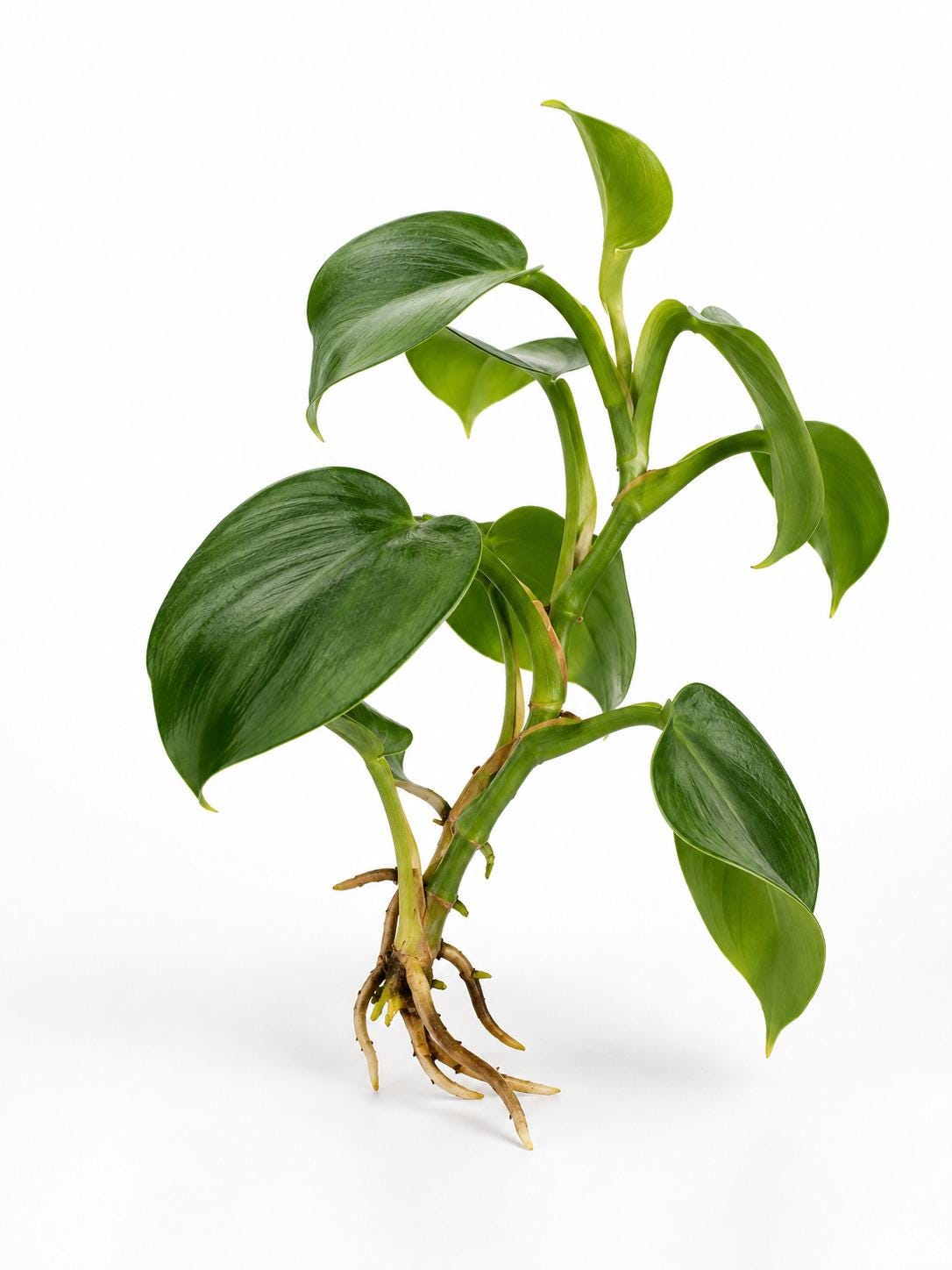 Philodendron Mini Santiago cutting