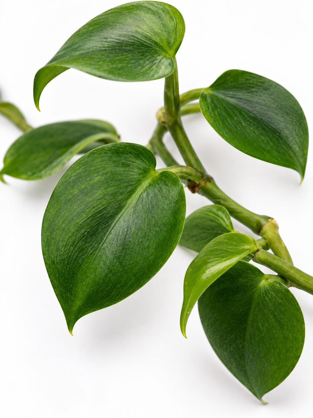 Philodendron Mini Santiago cutting photo 2