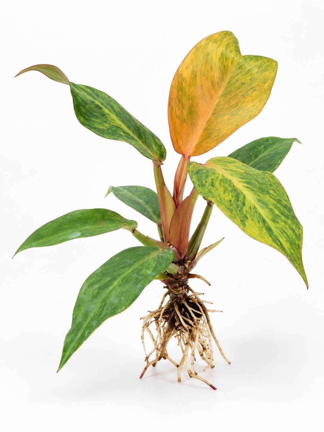 Philodendron Orange Marmalade cutting