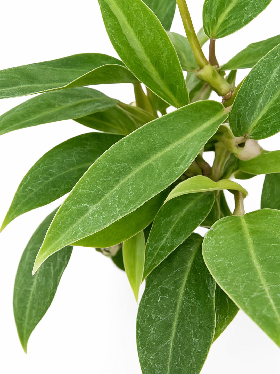 Philodendron Wend-imbe cutting photo 2