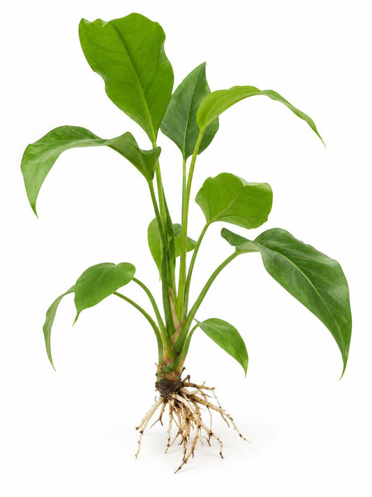 Anthurium Big Red Bird plant