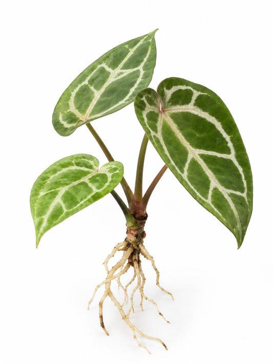 Anthurium Red Crystallinum x SKG plant
