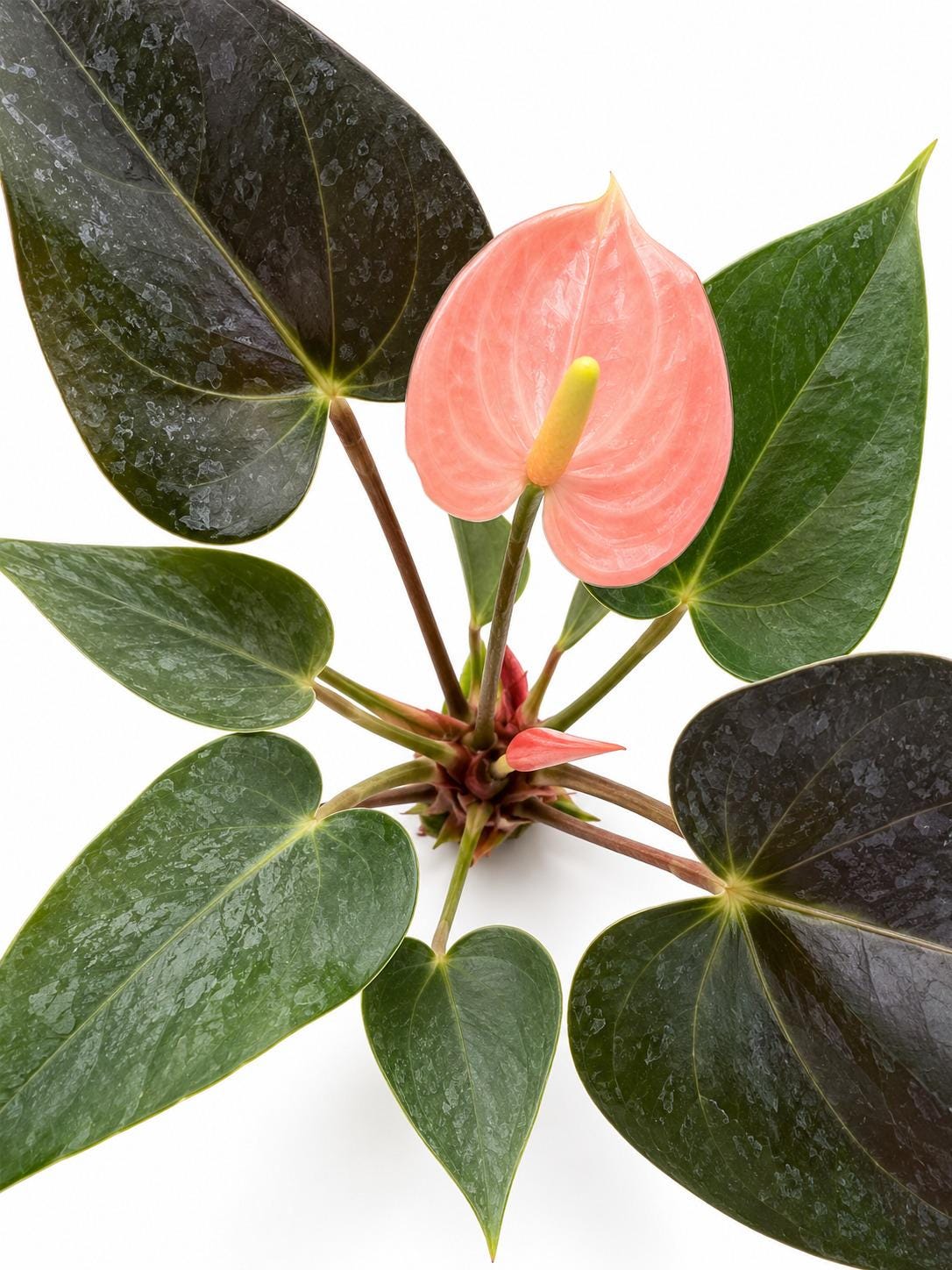 Anthurium Rainbow Champion plant photo 2