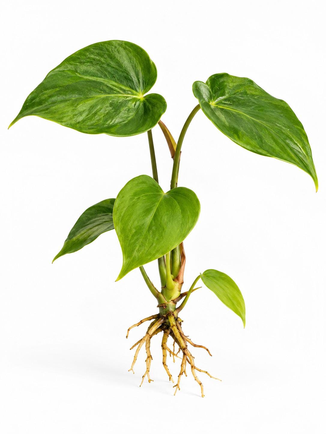 Anthurium Oaxaca plant