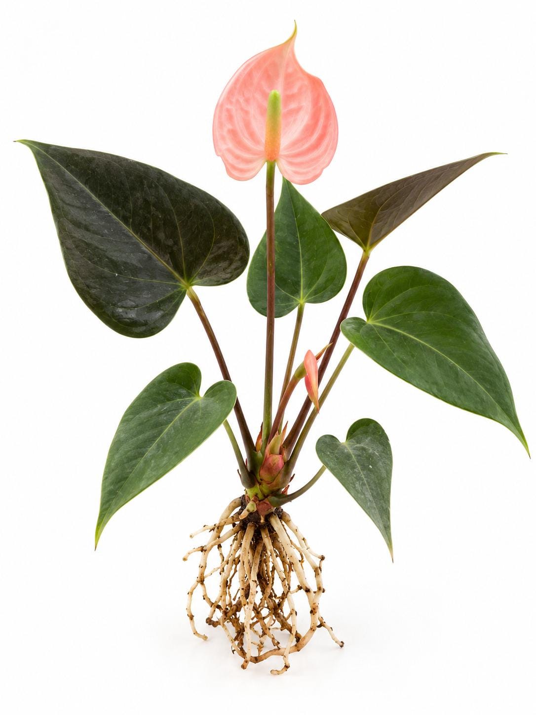 Anthurium Rainbow Champion plant