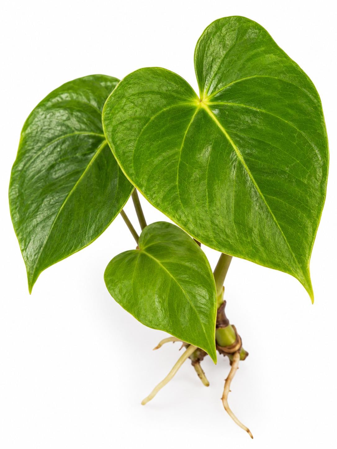 Anthurium Oaxaca plant photo 2