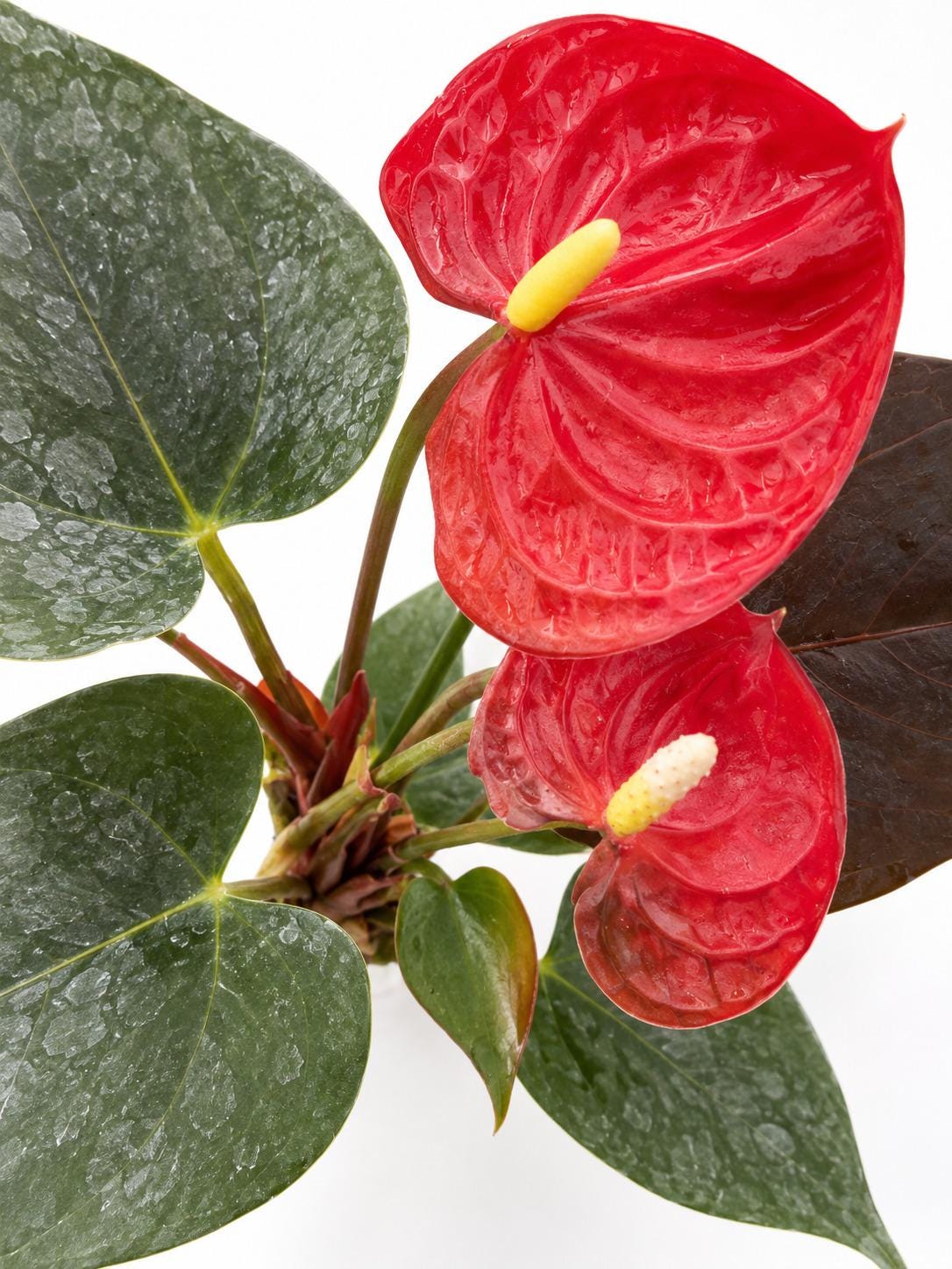 Anthurium Coral Champion plant photo 2
