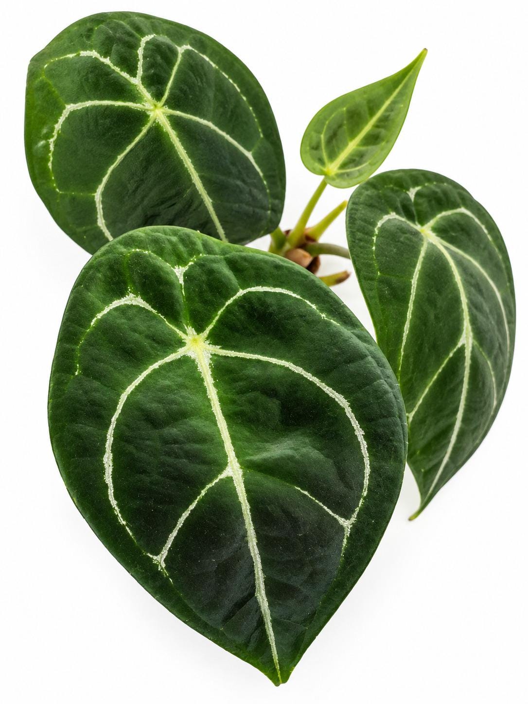 Anthurium Forgetii White Stripes plant photo 2