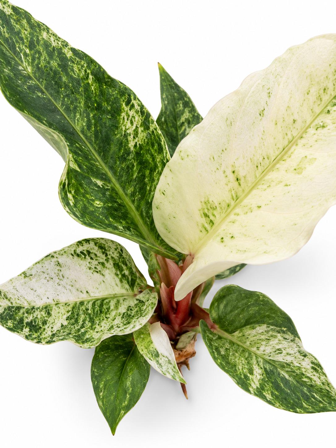 Anthurium Hookeri Variegated plant photo 2