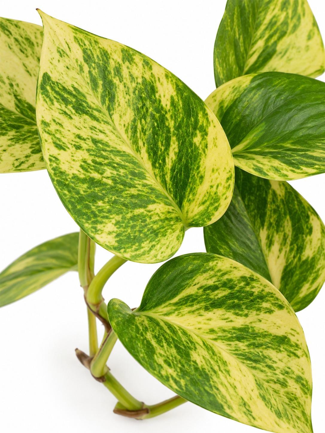 Epipremnum Aureum Alta Voltagem cutting photo 2
