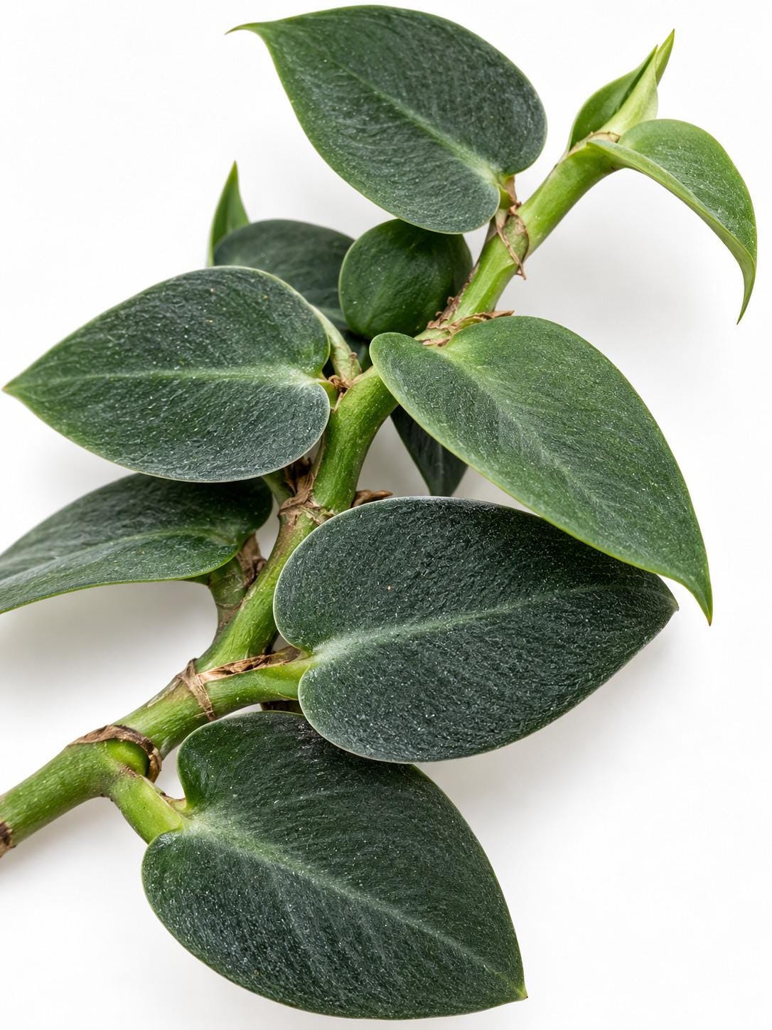 Rhaphidophora Hayi Cutting – rare plant for sale