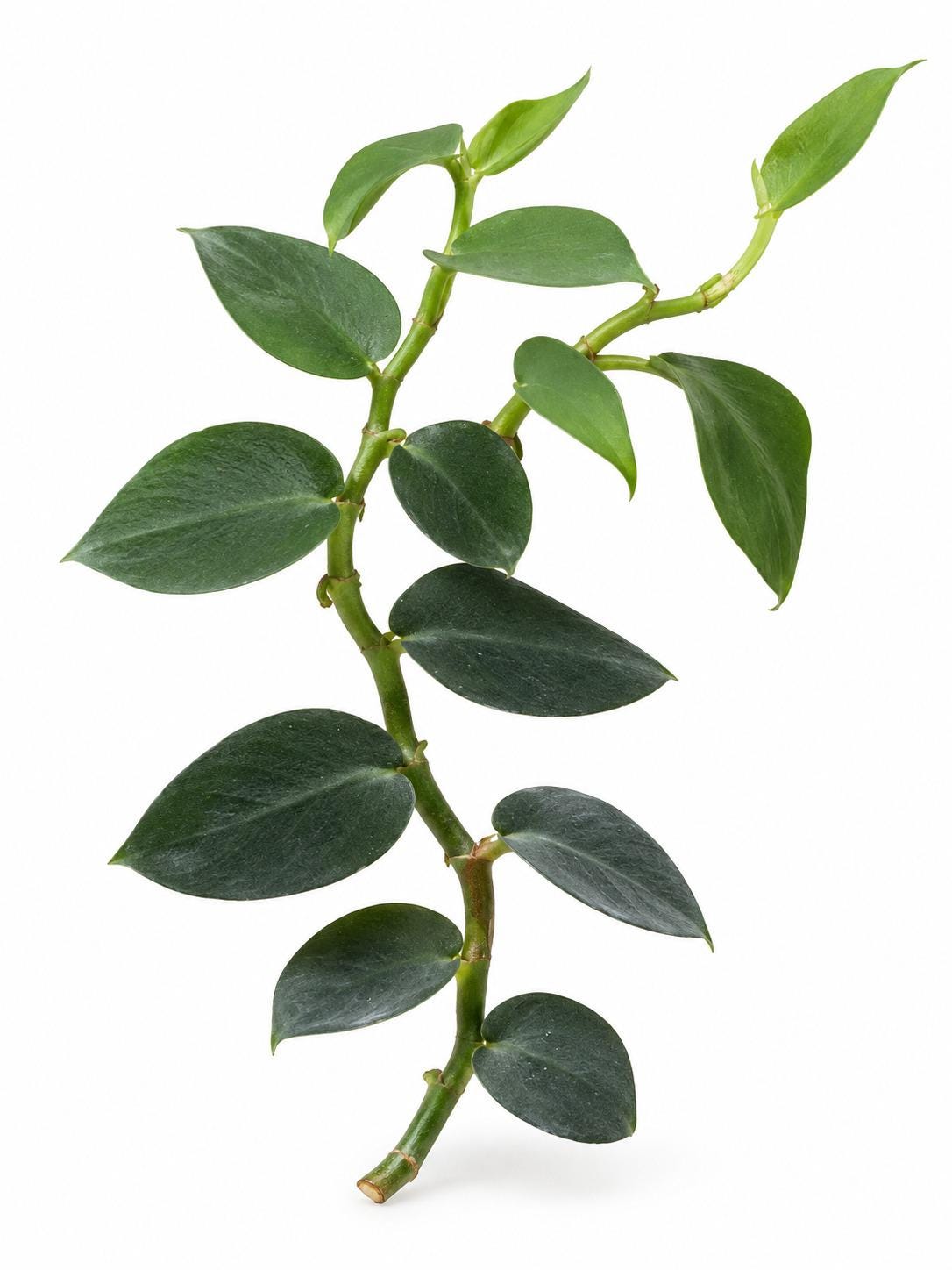 Rhaphidophora Hayi Cutting – photo 2