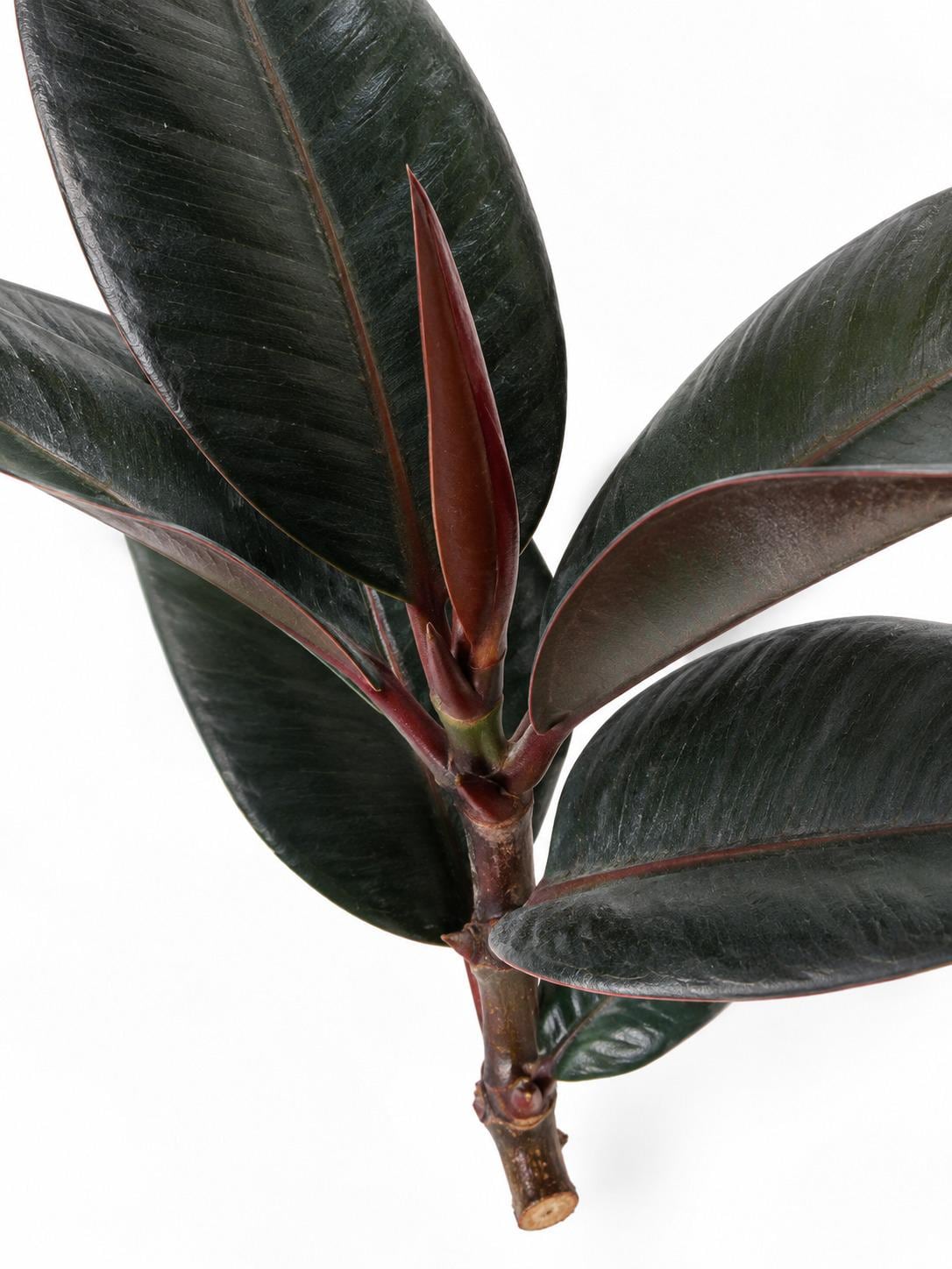 Ficus Elastica Burgundy cutting photo 2