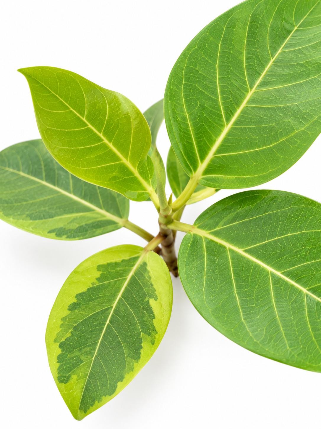 Ficus Altissima Yellow Gem cutting photo 2