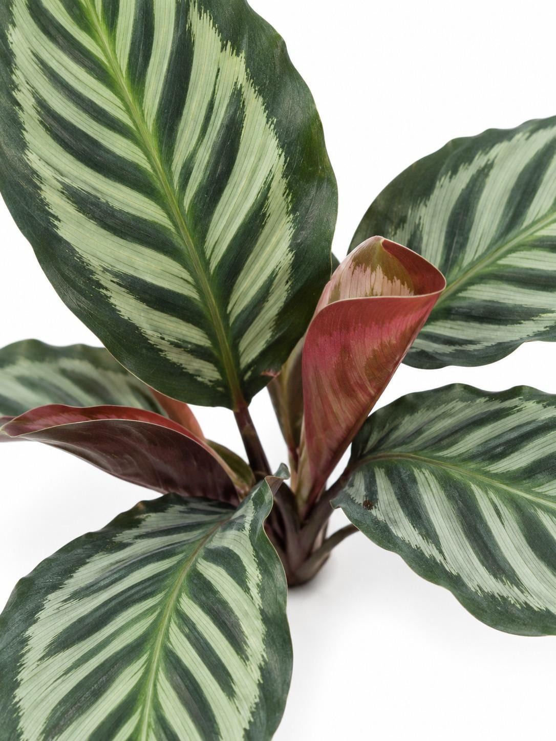 Calathea Veitchiana Red Peacock plant photo 2