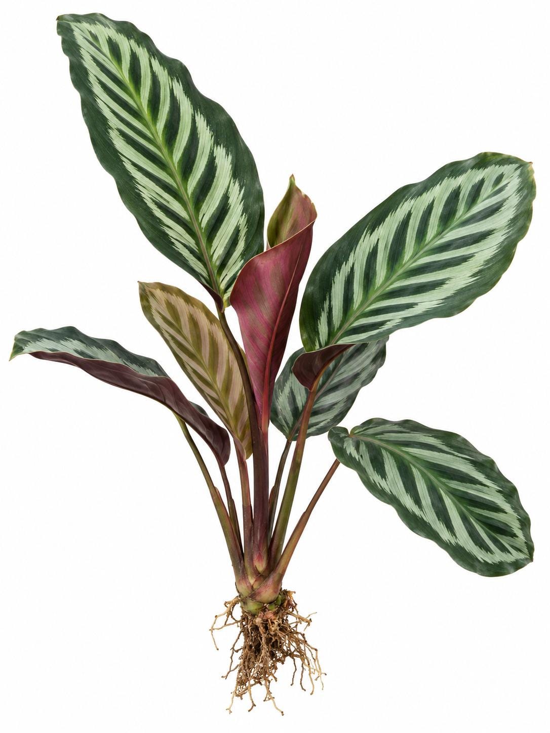 Calathea Veitchiana Red Peacock plant