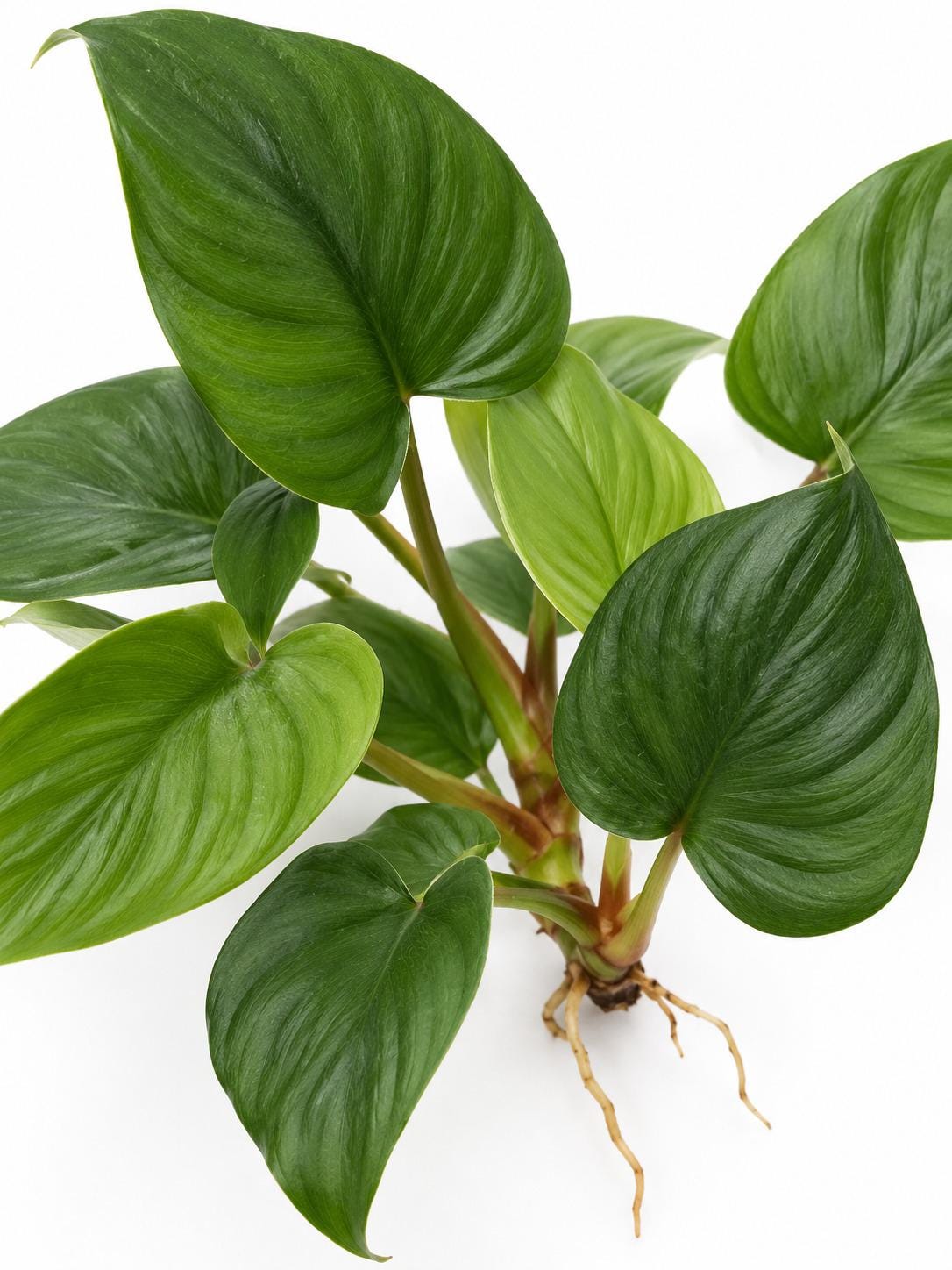 Homalomena Rubescens – rare plant for sale