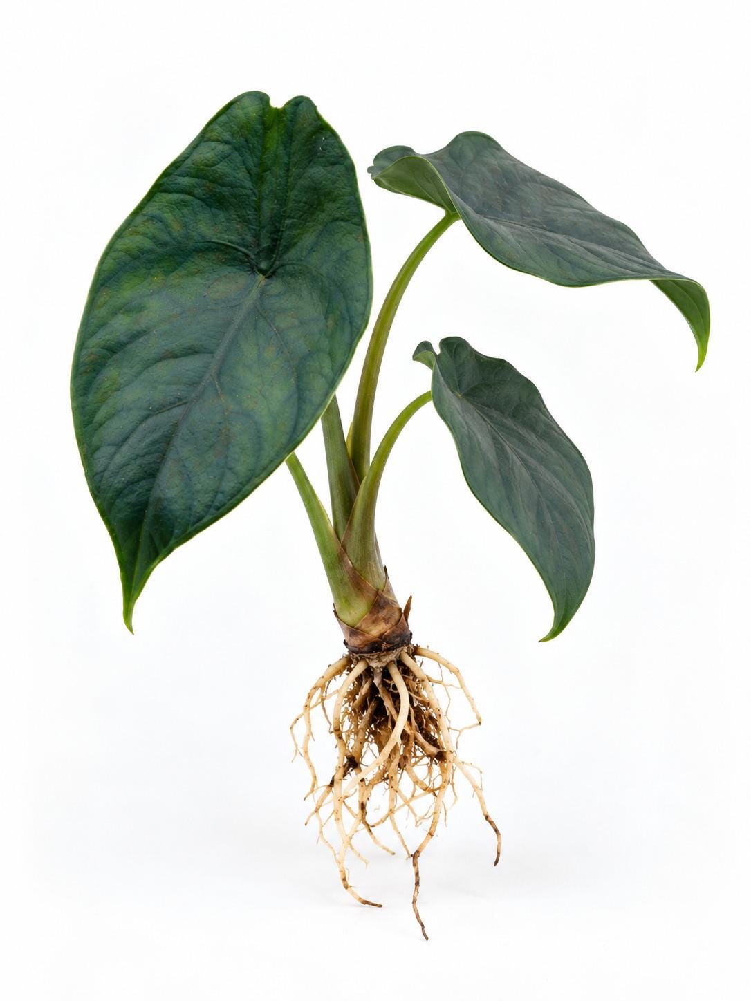 Alocasia Green Unicorn bulb