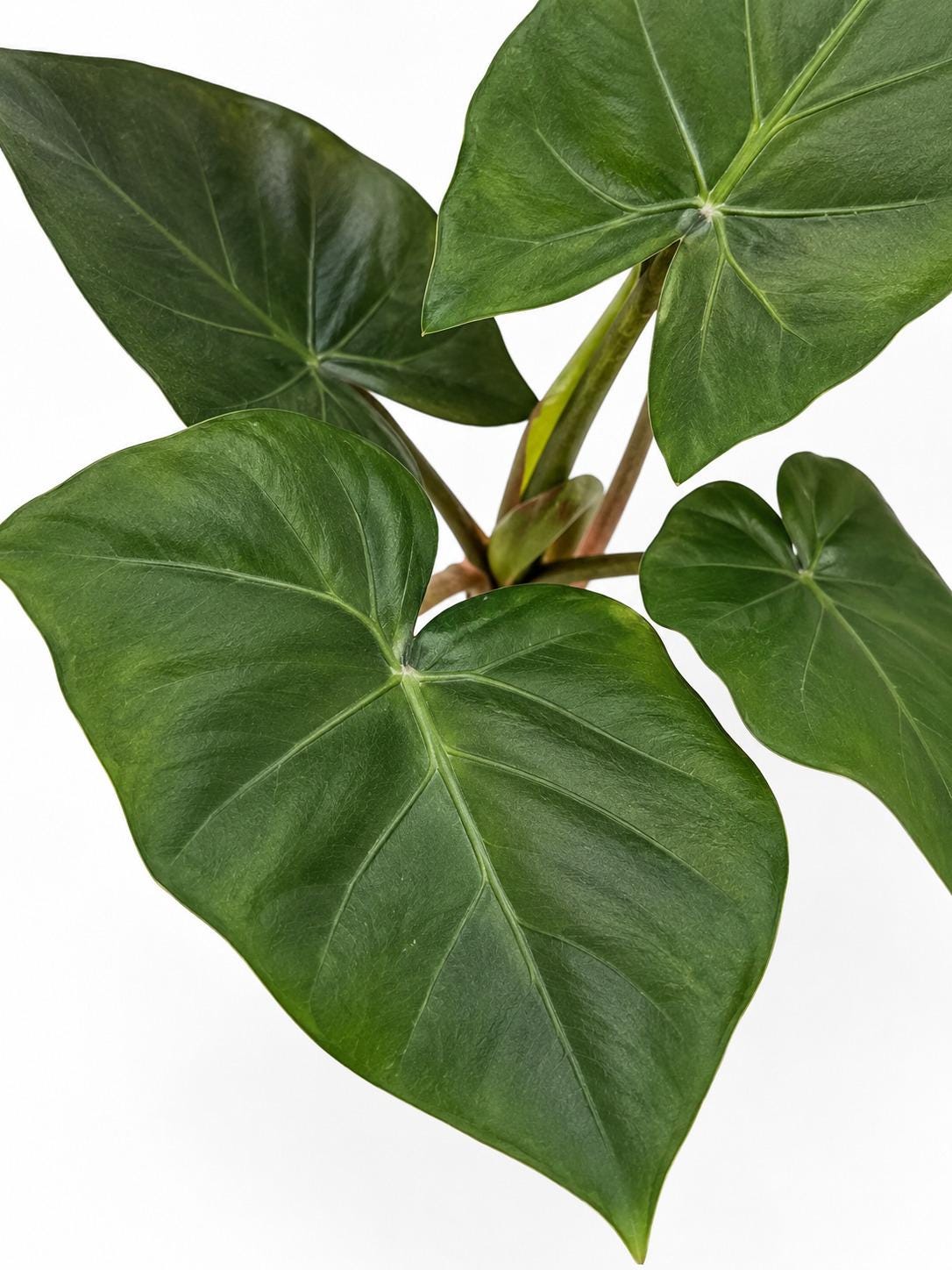 Alocasia Metalhead bulb photo 2