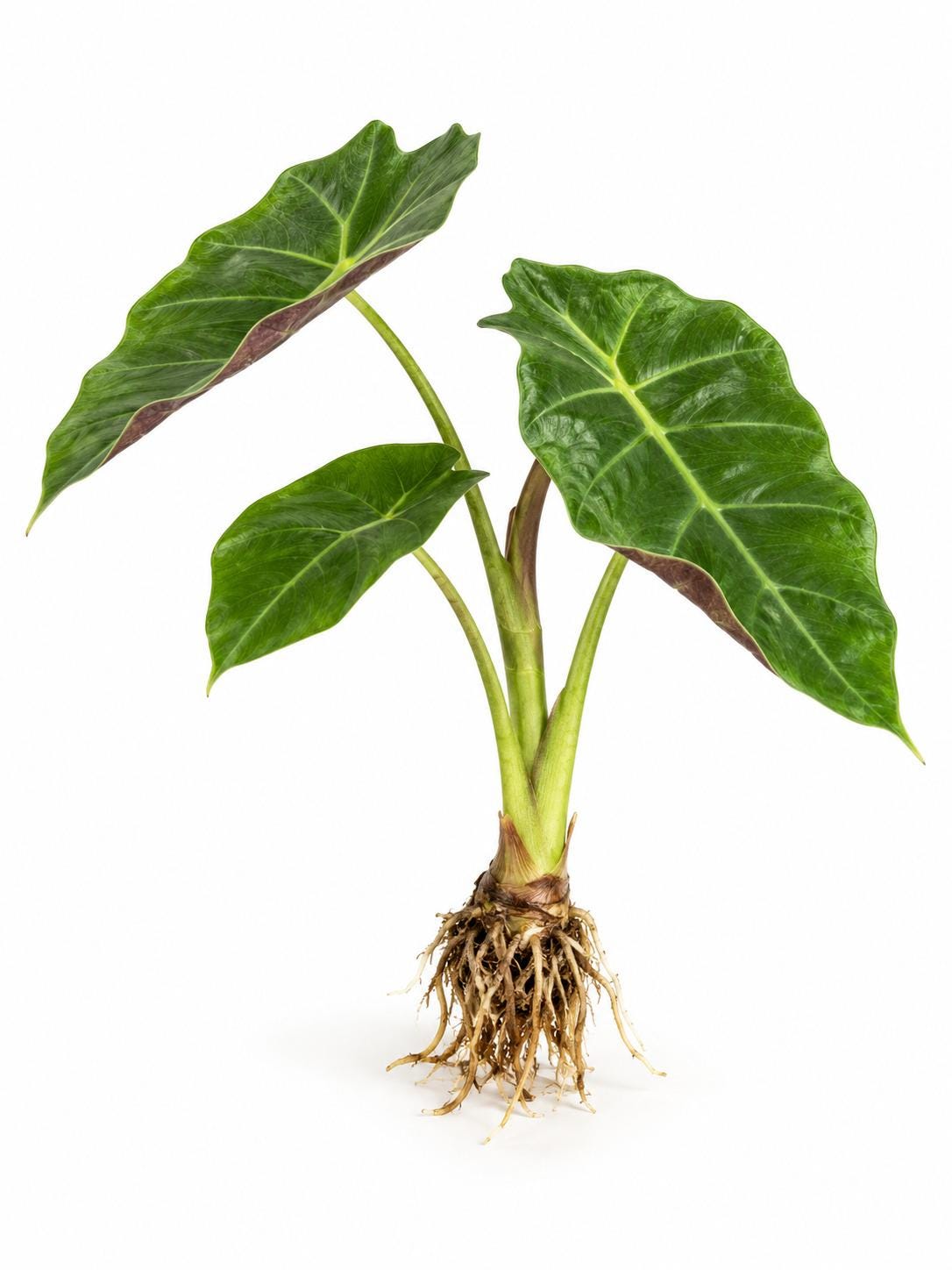 Alocasia Mayan Mask bulb