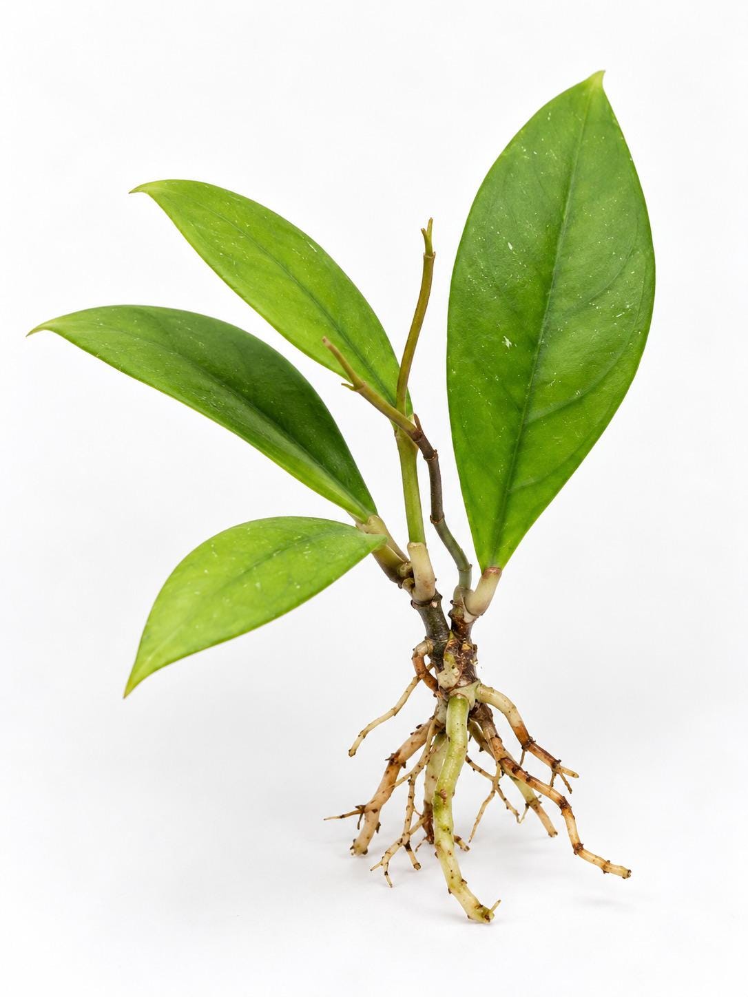 Hoya Sabah Beauty cutting