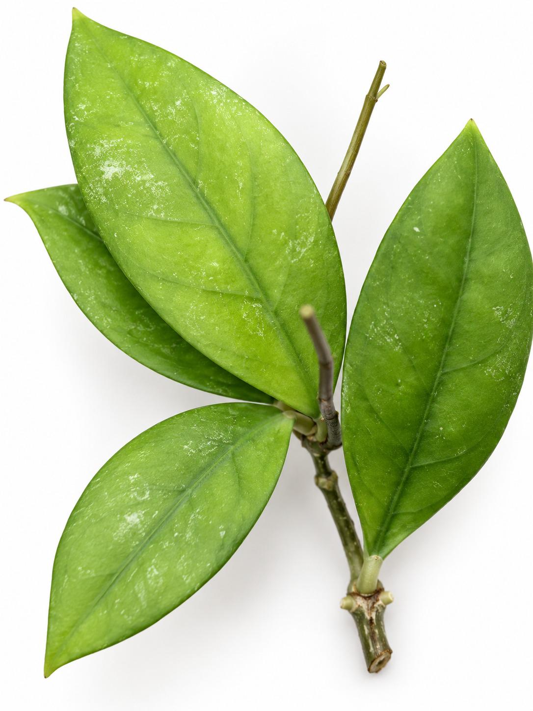 Hoya Sabah Beauty cutting photo 2