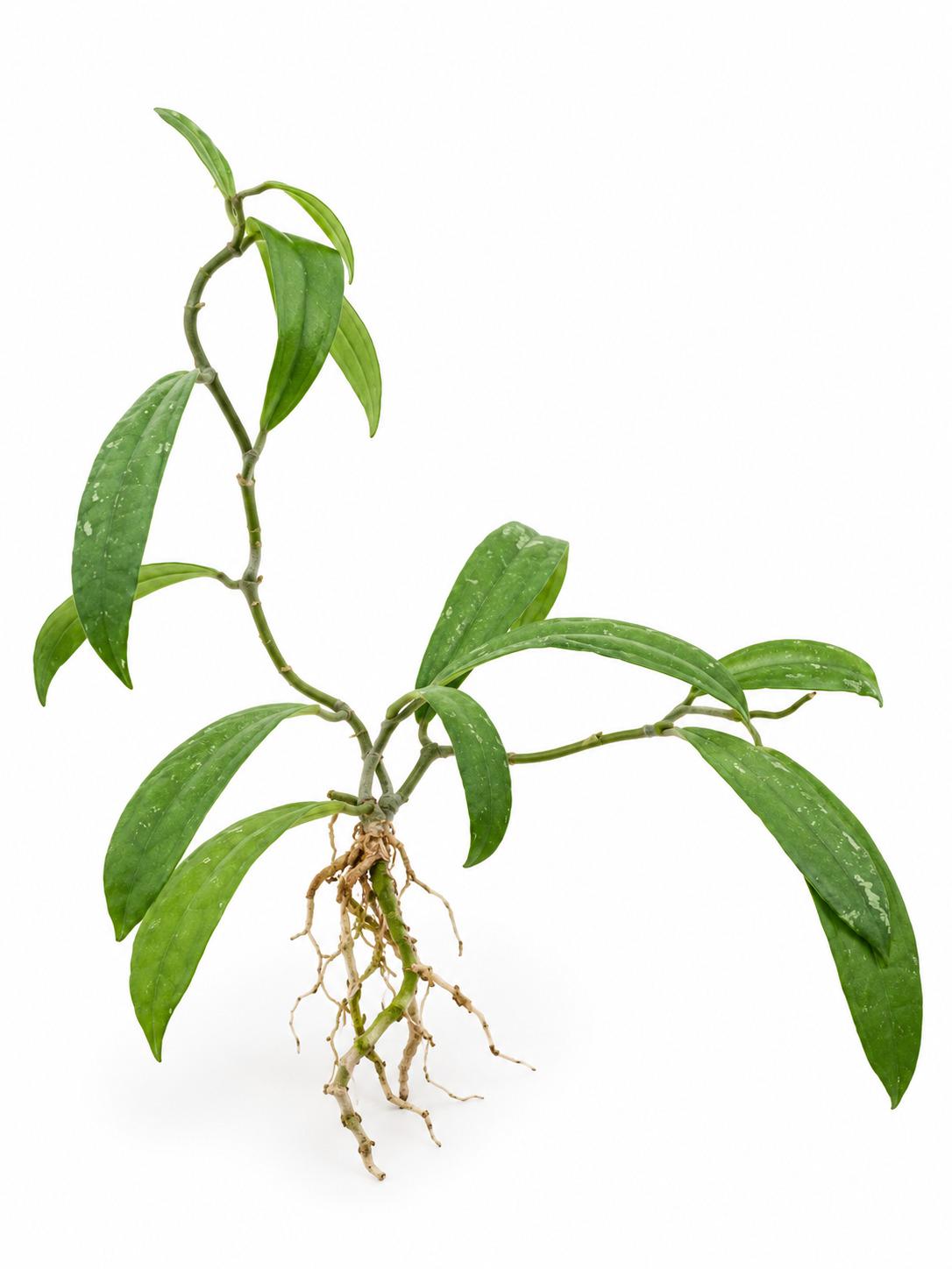 Hoya Rigidifolia cutting