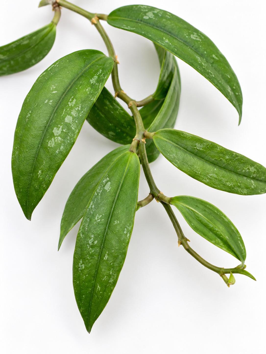 Hoya Rigidifolia cutting photo 2