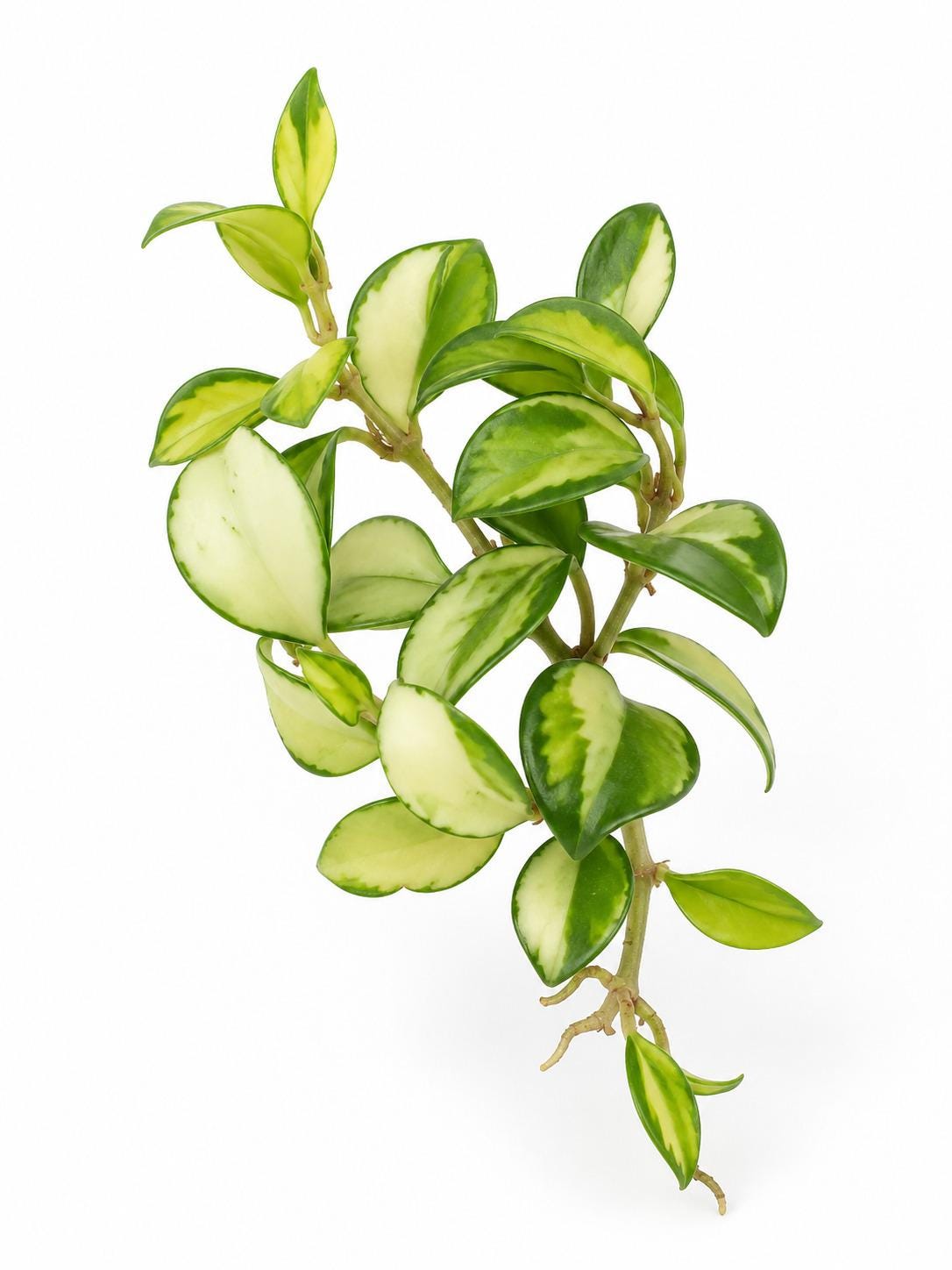 Hoya Heuschkeliana Variegated cutting