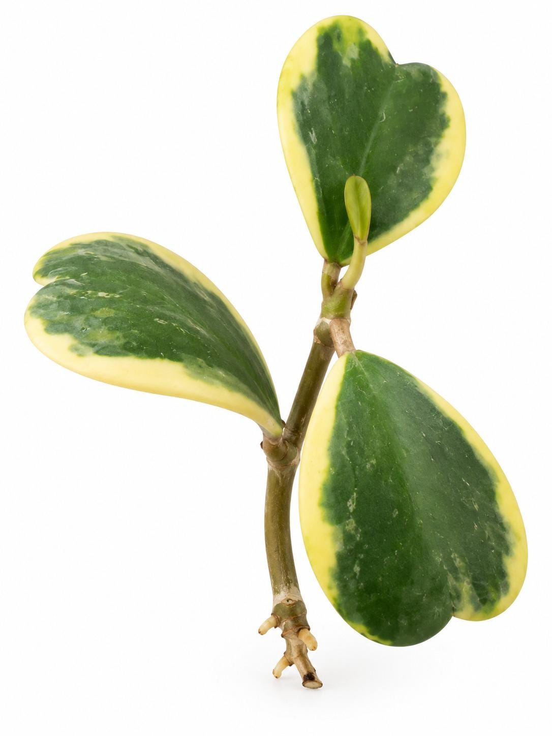 Hoya Kerrii Albomarginata cutting