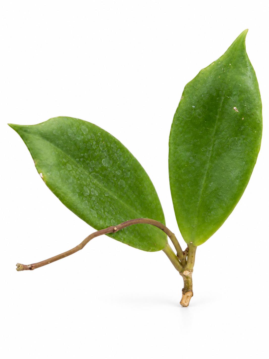 Hoya Incrassata Cutting – photo 2