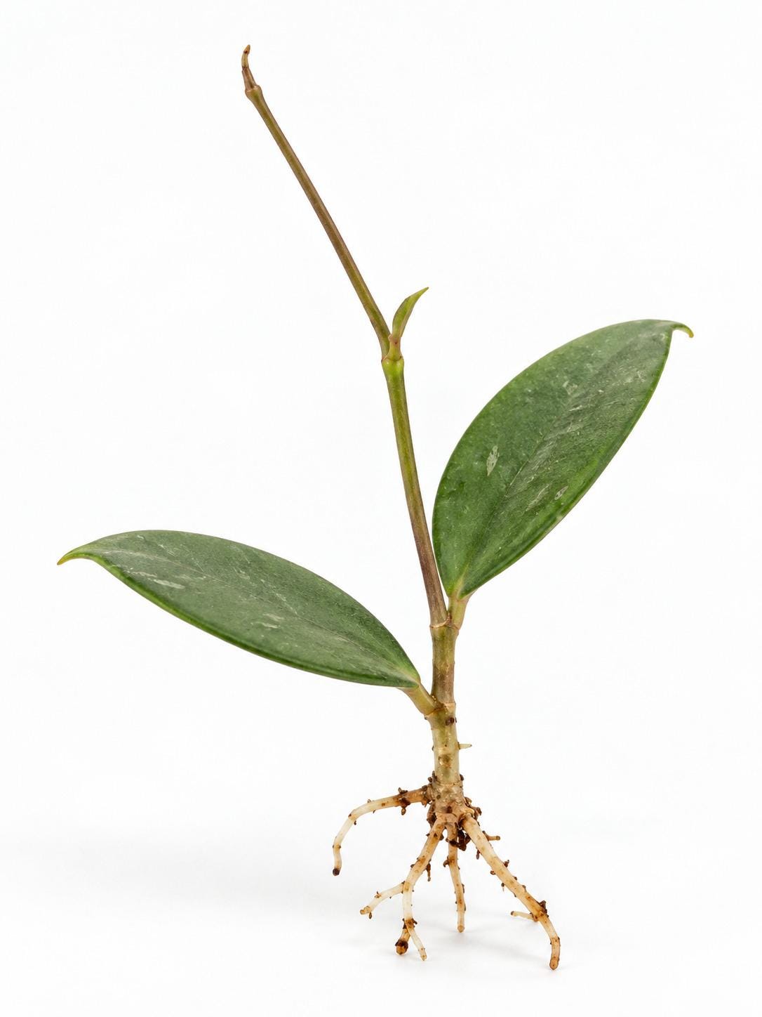 Hoya UT-038 cutting