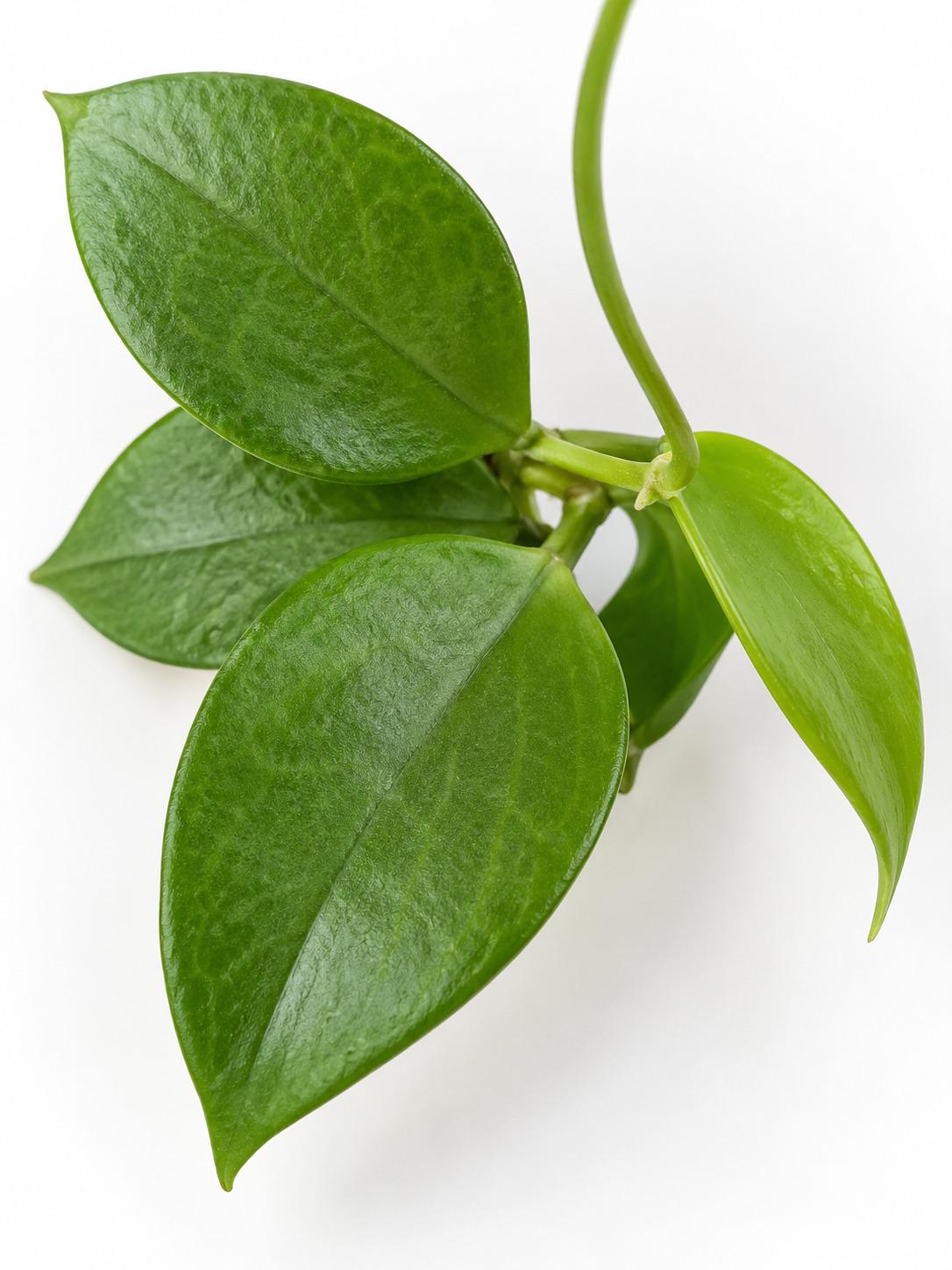 Hoya Blashernaezii cutting photo 2