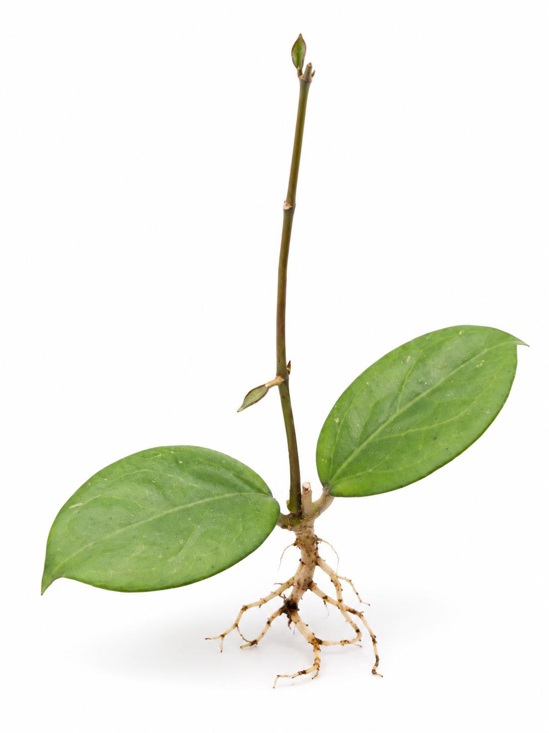 Hoya Michele cutting