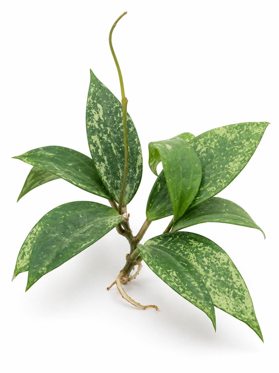 Hoya Latifolia Rangsan cutting