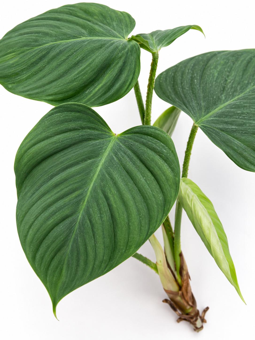 Philodendron Nangaritense cutting photo 2