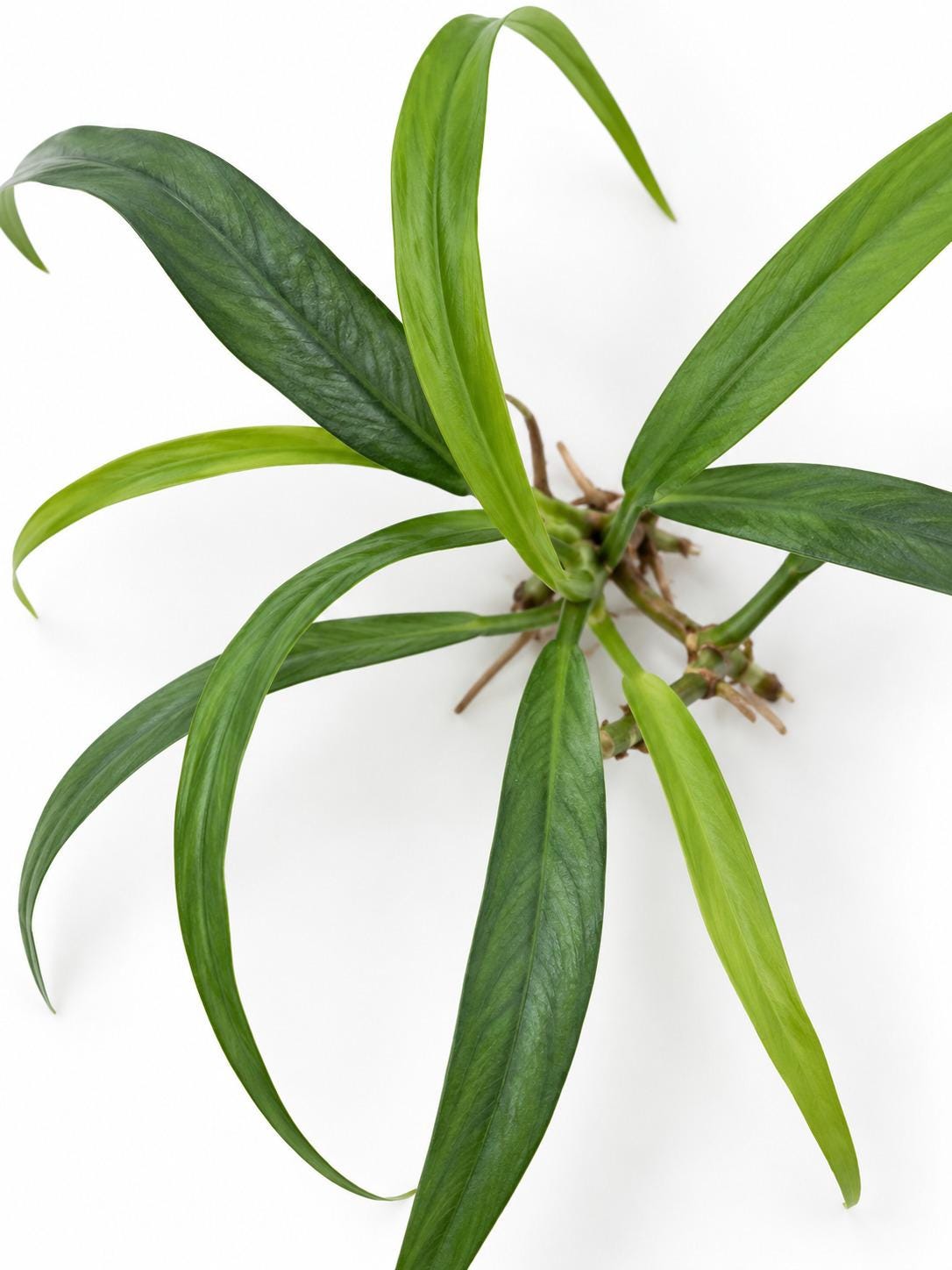 Philodendron Chinchamayense cutting photo 2