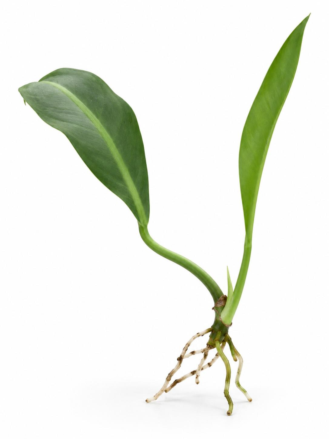 Philodendron Crassinervium cutting